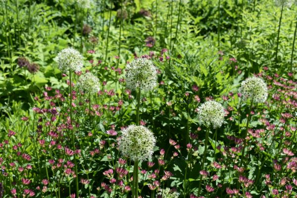 Allium 'Mount Everest'