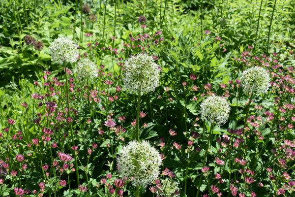 Allium 'Mount Everest'