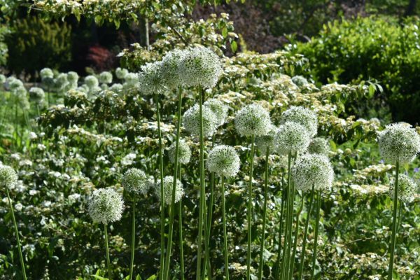 Allium 'Mount Everest'