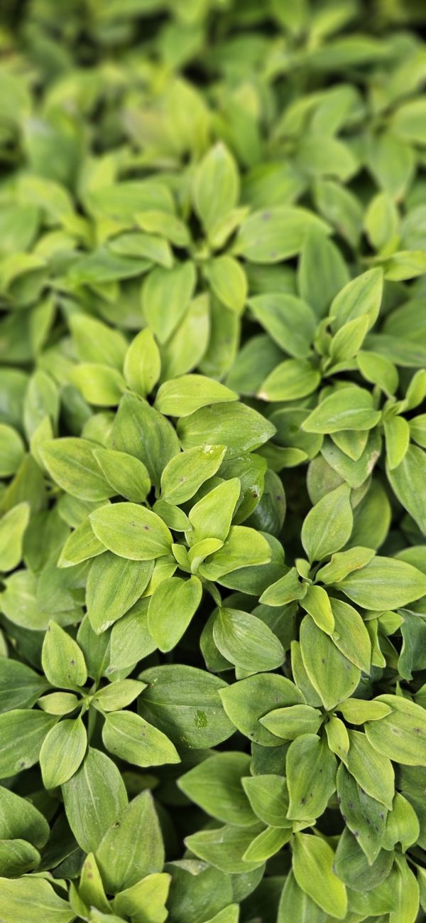 Alstroemeria 'Compact Charlotte' 2 Alstroemeria 'Compact Charlotte'