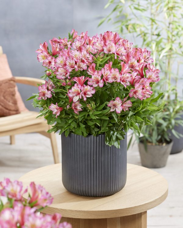 Alstroemeria 347-31-477 Alstroemeria 'Compact Charlotte'