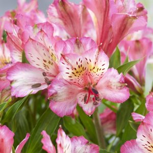 Alstroemeria 'Compact Charlotte'