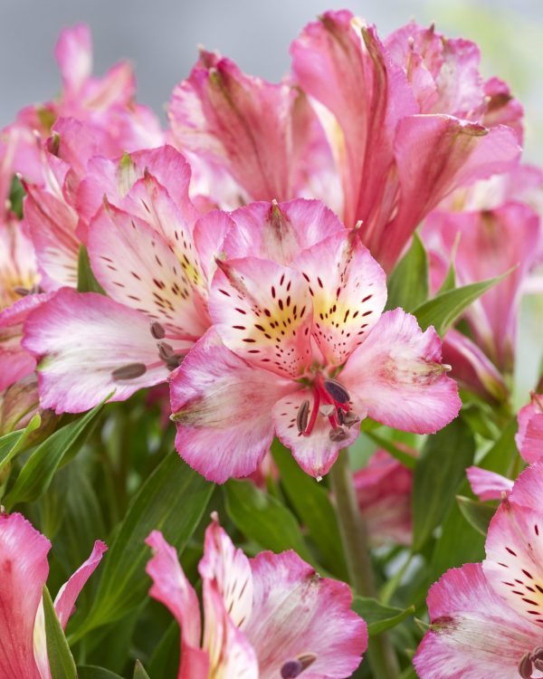 Alstroemeria 347-31-477 Alstroemeria 'Compact Charlotte'