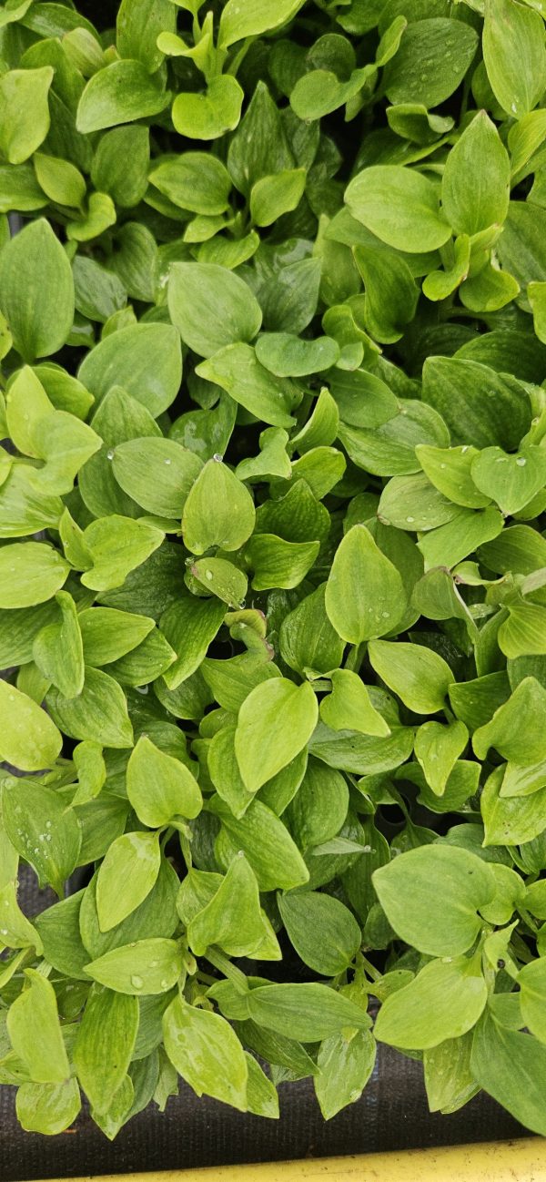 Alstroemeria 'Compact Charlotte' Alstroemeria 'Compact Charlotte'