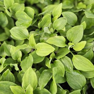 Alstroemeria 'Lily Rose'