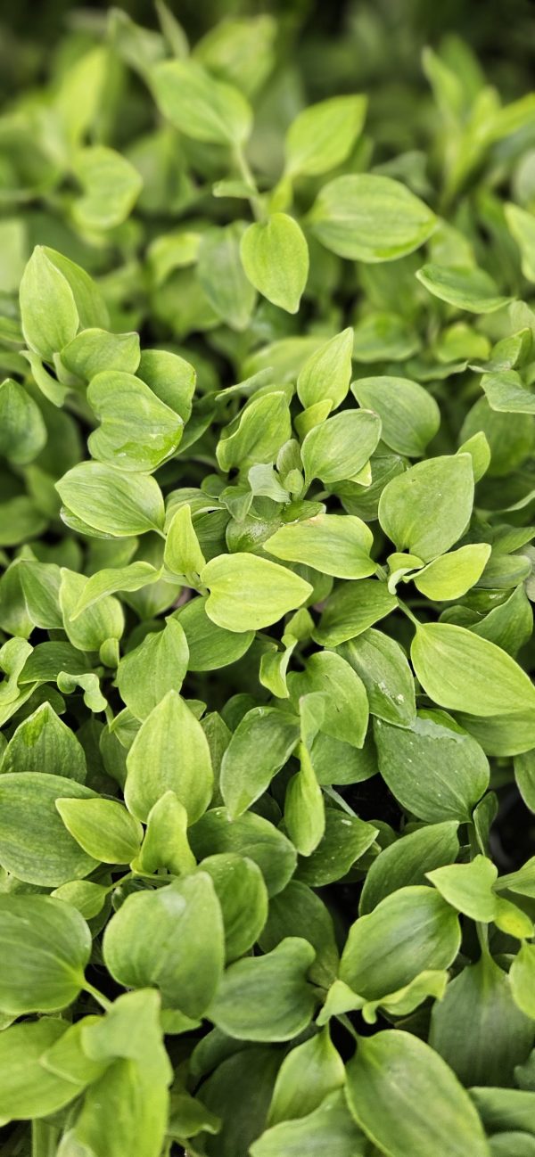 Alstroemeria 'Lily Rose'