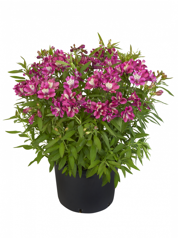 Alstroemeria Paradise Collection 'Summer Chic'