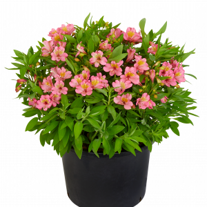 Alstroemeria Paradise Collection 'Summer Rose'