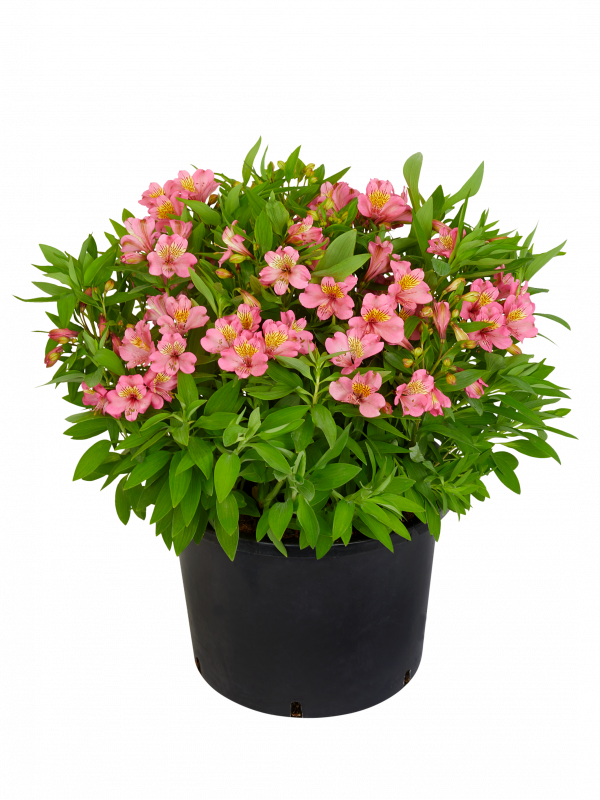 Alstroemeria Paradise Collection 'Summer Rose'