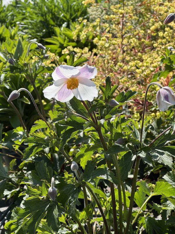 Anemone 'Dancing Swan'