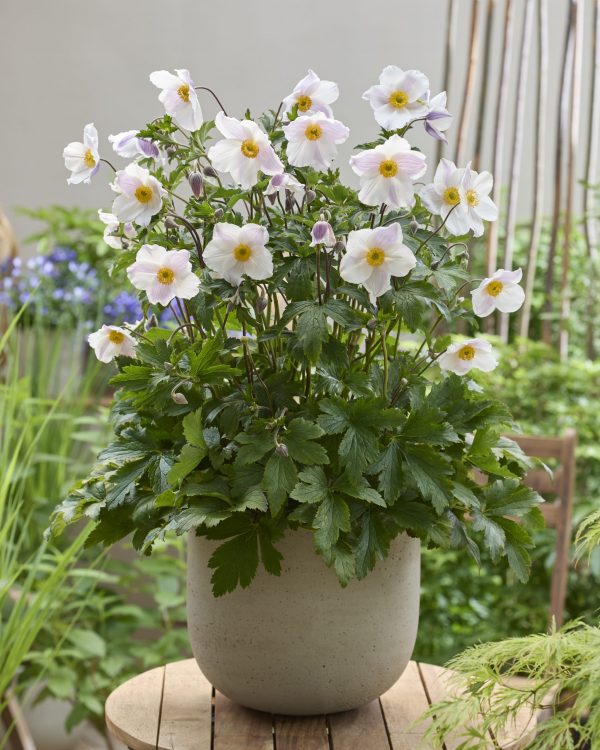 Anemone 'Dancing Swan'