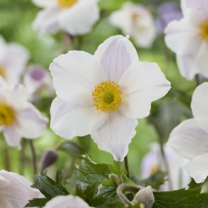 Anemone 'Dancing Swan'