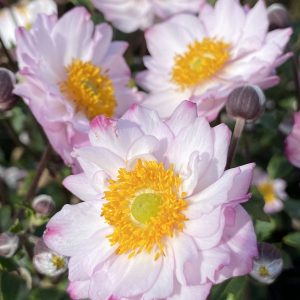Anemone 'Royal Candy'