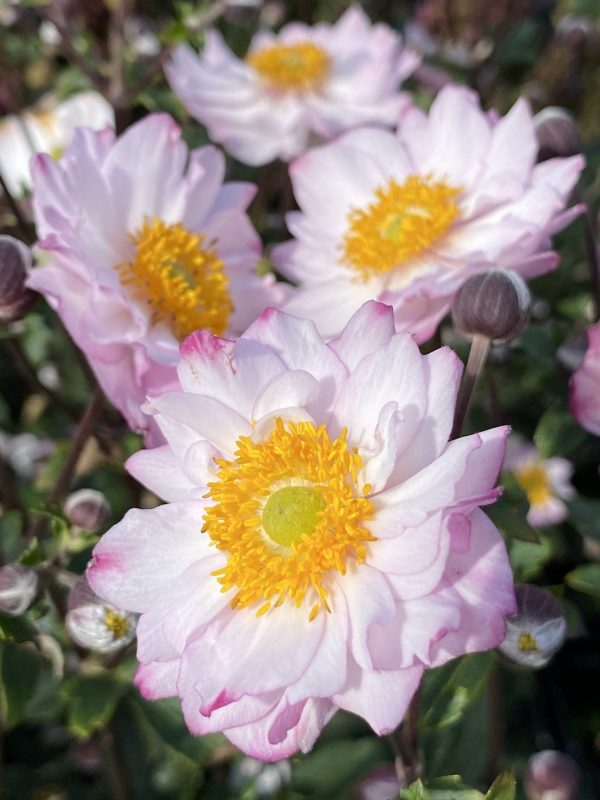 Anemone 'Royal Candy'