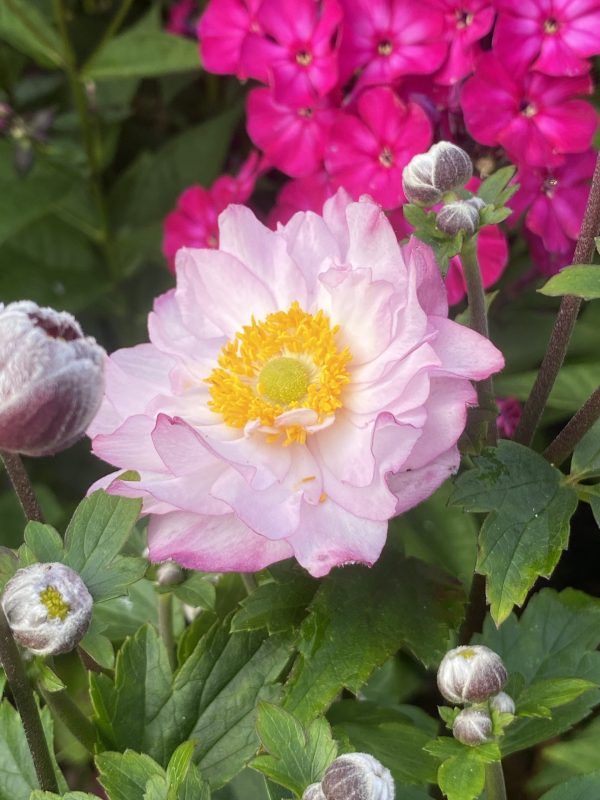 Anemone 'Royal Candy'