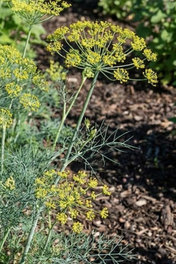 Anethum graveolens Yakima