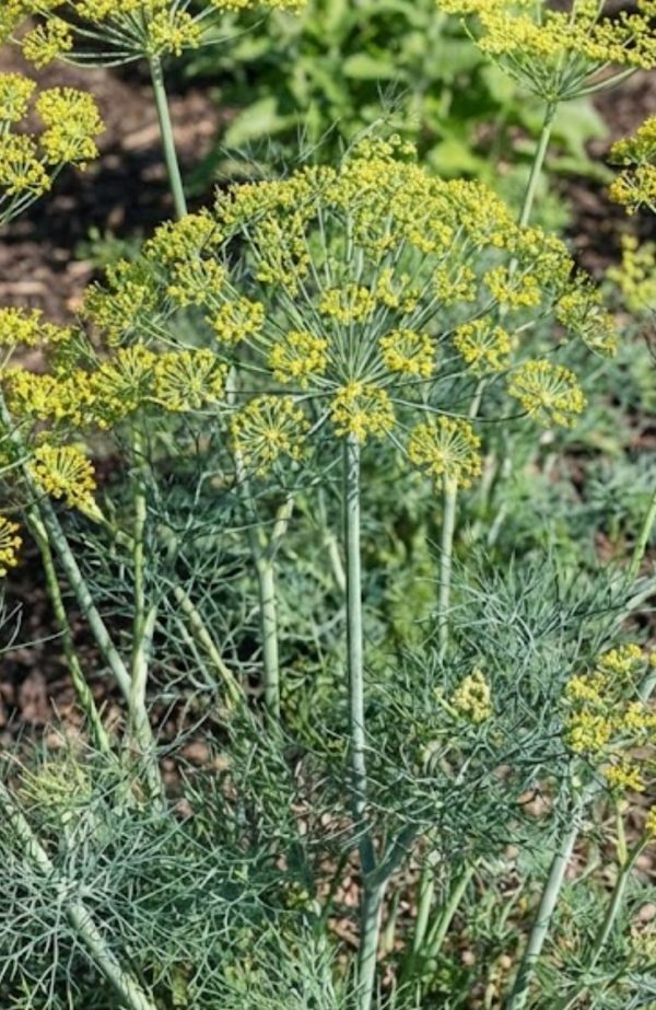 Anethum graveolens Yakima