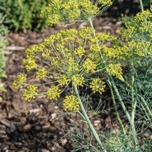 Anethum graveolens Yakima (Helsinki)