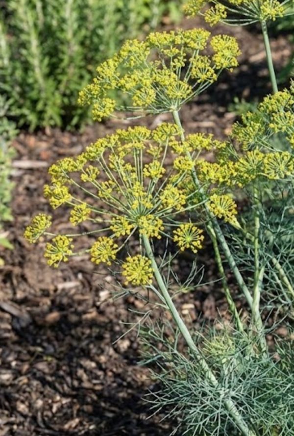 Anethum graveolens Yakima (Helsinki)