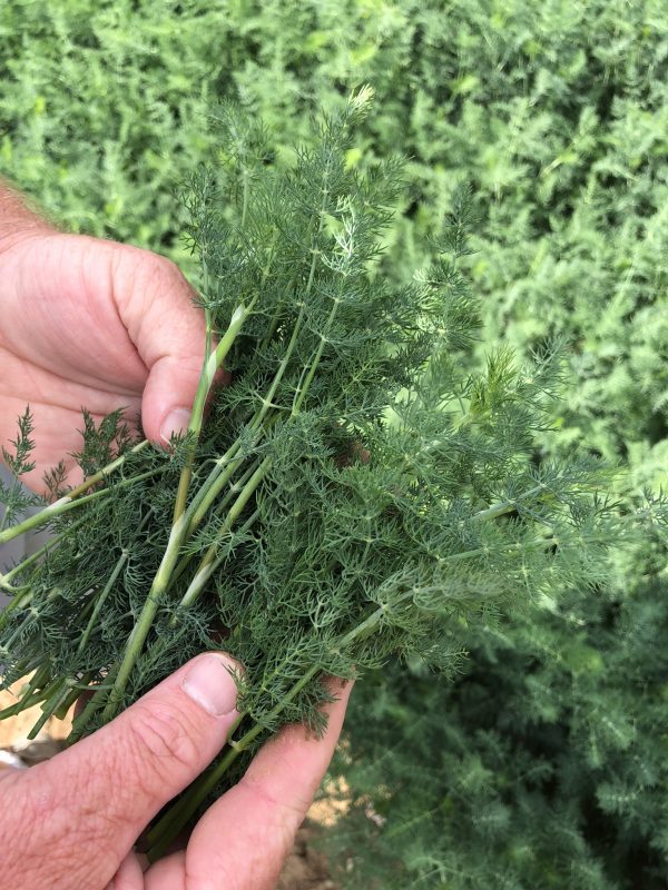 Anethum graveolens Yakima