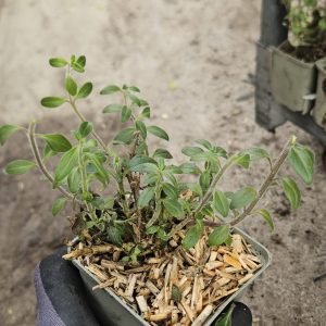 Antirrhinum 'Oh That's Cute'