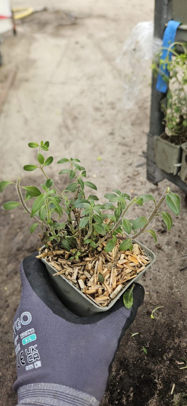 Antirrhinum 'Oh That's Cute'