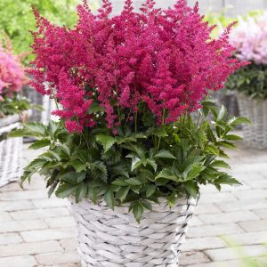 Astilbe 'Younique Ruby Red'