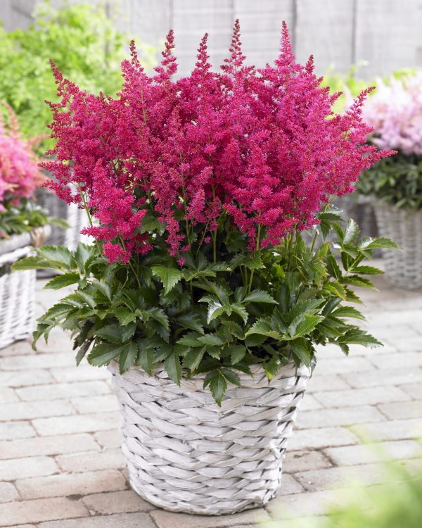 Astilbe 'Younique Ruby Red'