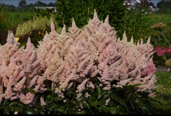 Astilbe 'Younique Salmon'
