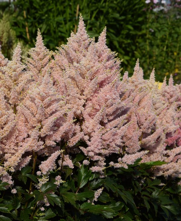 Astilbe 'Younique Salmon'