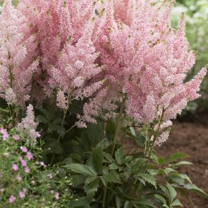 Astilbe 'Younique Salmon'
