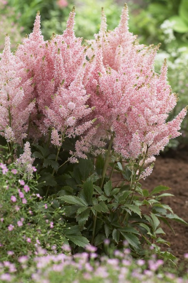 Astilbe 'Younique Salmon'