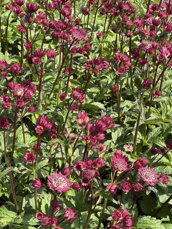 Astrantia 'Magical Red'