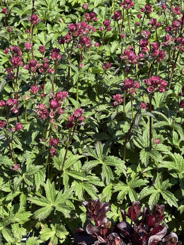 Astrantia 'Magical Red'