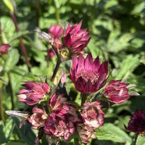 Astrantia 'Magical Red'