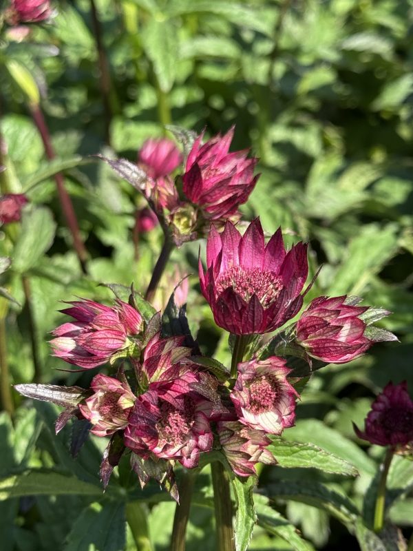 Astrantia 'Magical Red'
