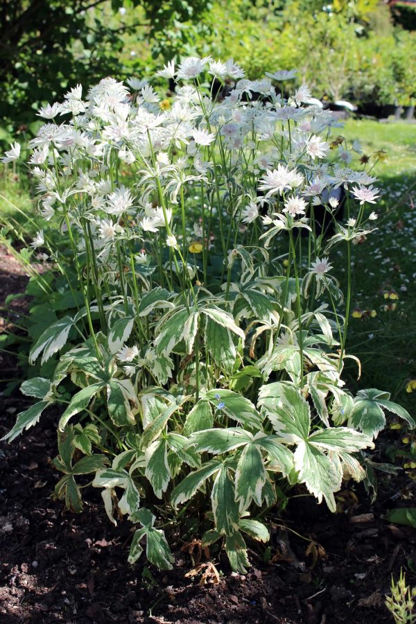 Astrantia major 'Sparkling Stars Diamond'