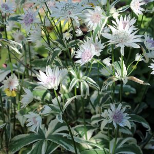 Astrantia major 'Sparkling Stars Diamond'