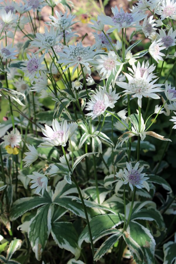 Astrantia major 'Sparkling Stars Diamond'