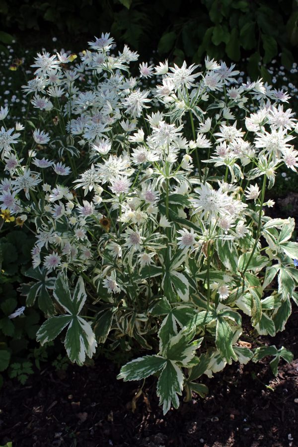 Astrantia major 'Sparkling Stars Diamond'