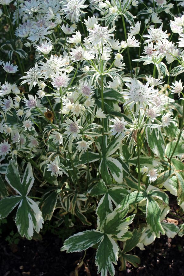 Astrantia major 'Sparkling Stars Diamond'