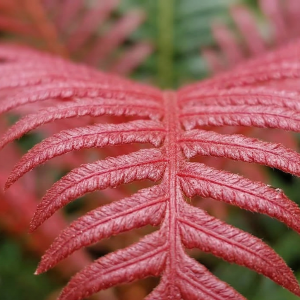 Blechnum brasiliense 'Volcano'