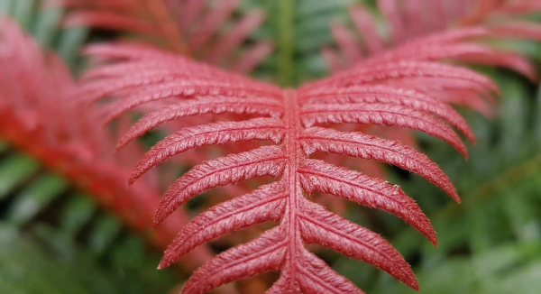 Blechnum brasiliense 'Volcano' Blechnum brasiliense 'Volcano'