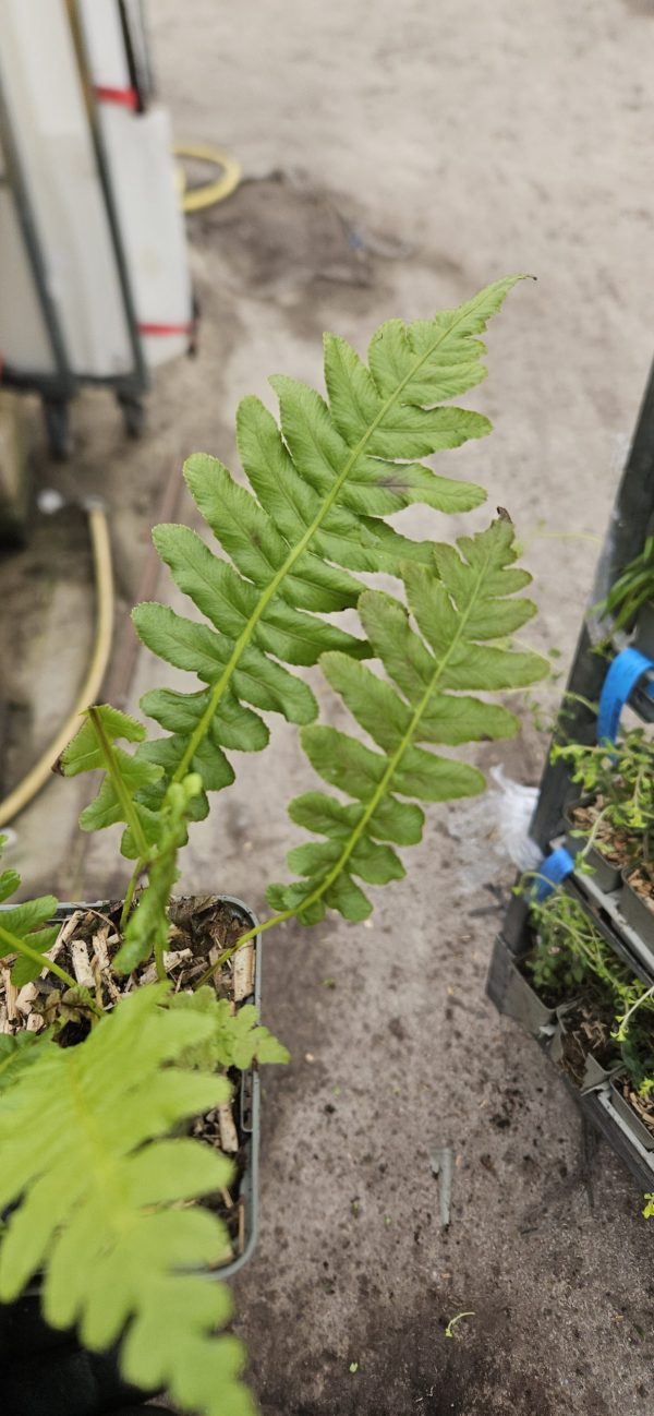 Blechnum brasiliense 'Volcano'3 Blechnum brasiliense 'Volcano'