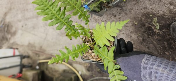 Blechnum brasiliense 'Volcano'4 Blechnum brasiliense 'Volcano'