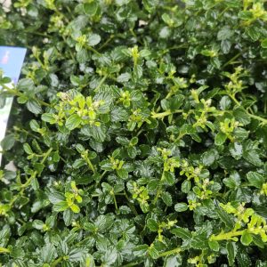 Ceanothus thyrsiflorus var. repens