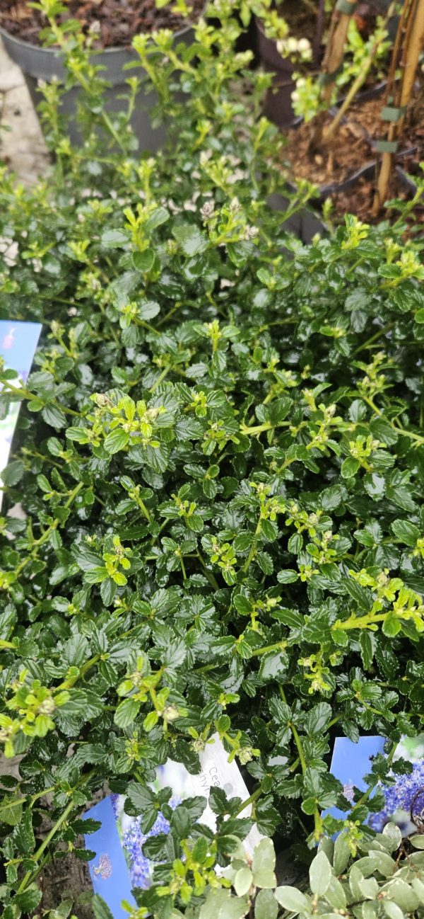 Ceanothus thyrsiflorus var. repens Ceanothus thyrsiflorus var. repens