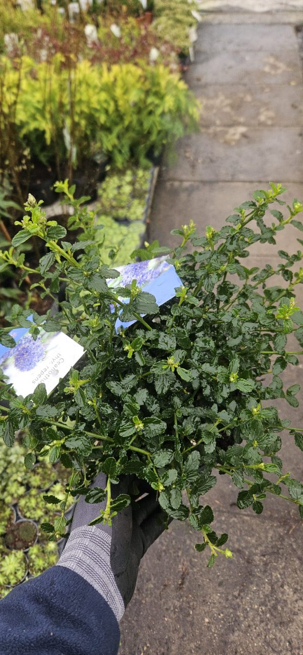 Ceanothus thyrsiflorus var. repens2 Ceanothus thyrsiflorus var. repens