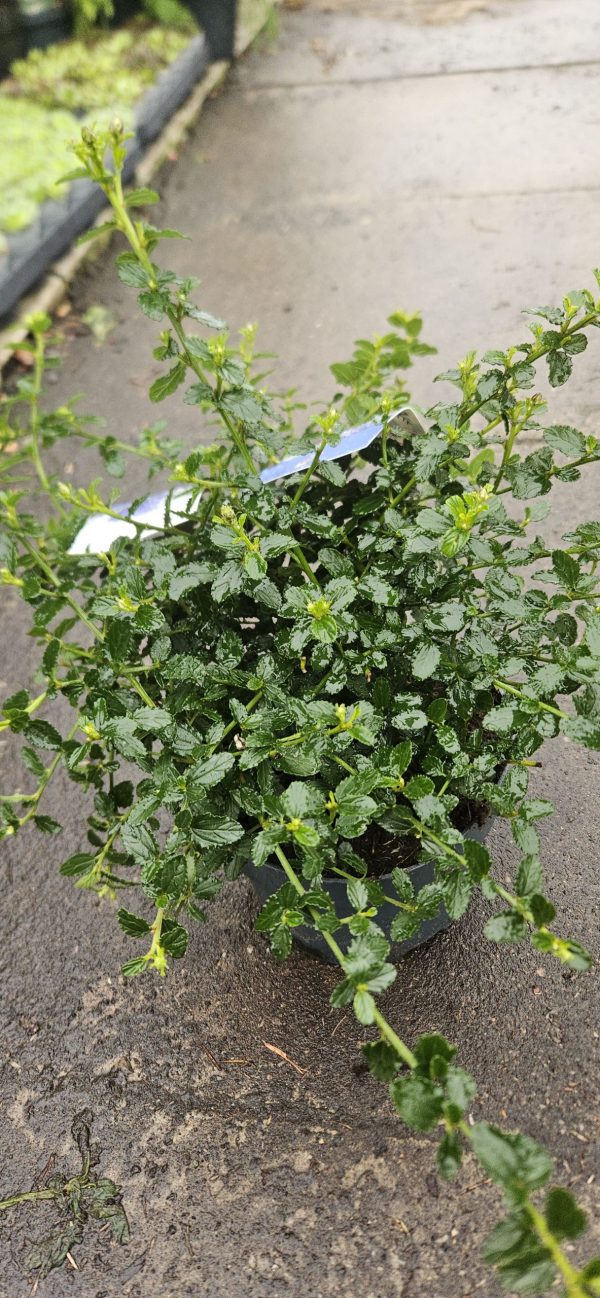 Ceanothus thyrsiflorus var. repens3 Ceanothus thyrsiflorus var. repens