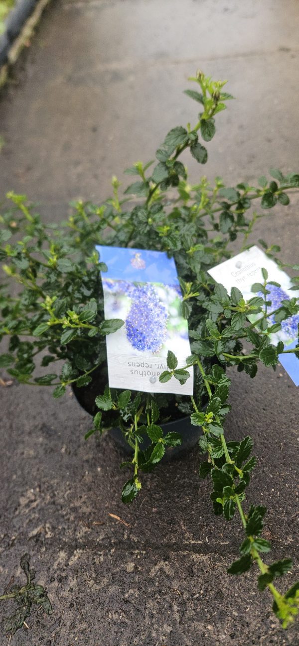 Ceanothus thyrsiflorus var. repens4 Ceanothus thyrsiflorus var. repens